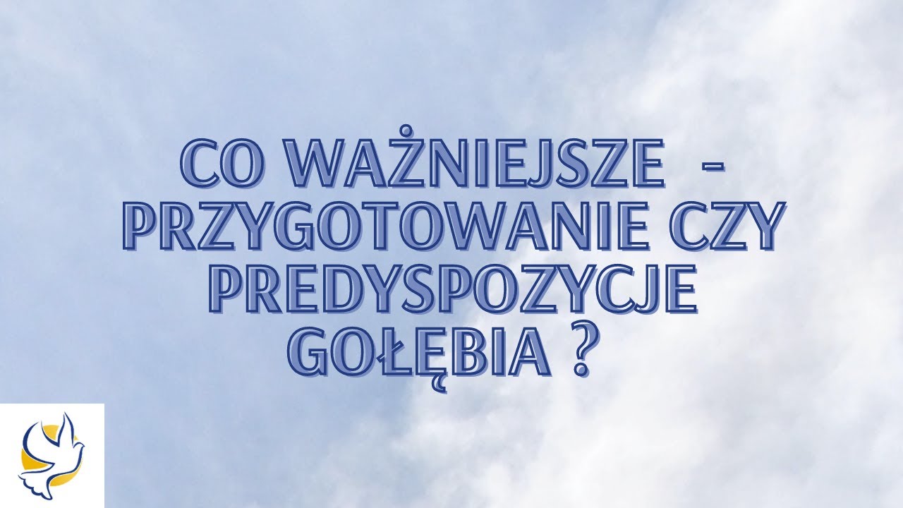 Co ważniejsze przygotowanie czy predyspozycje gołębia ? - Morel Team