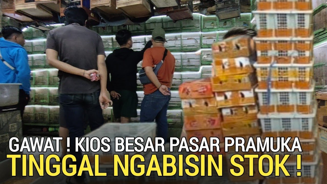 PASAR BURUNG ! HARGA TERBARU INI TINGGAL NGABISIN STOK SAT-SET DI PASAR BURUNG PRAMUKA HARI INI 
