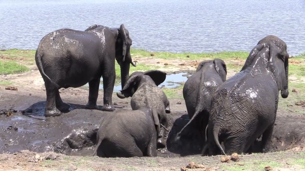 Botswana 2021 -  sloni v NP Chobe