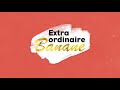 Extra ordinaire banane  itinraire dun planteur de bananes pisode 1