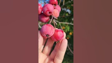 Small Apple / Apple Fruit / Fruit Video #shorts