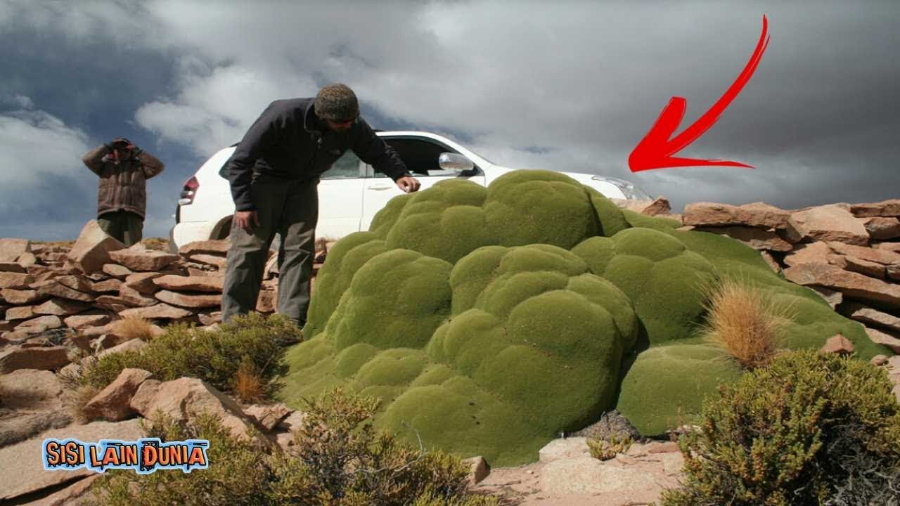 Ada Gumpalan Hijau Misterius di Gurun Atacama, Apa itu Tumbuhan? YouTube