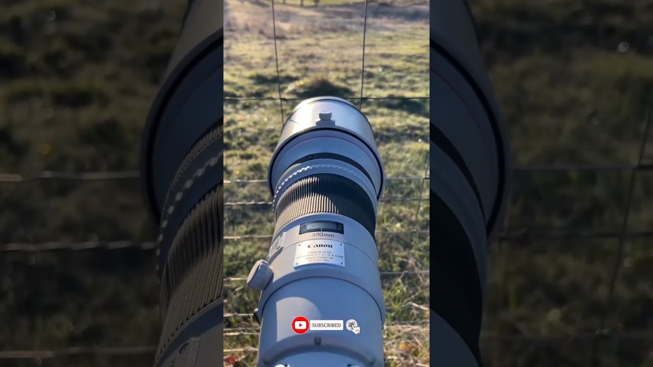 BIRD PHOTOGRAPHY in the forest | Wildlife photography behind the scenes - Nikon Z7, 150-600