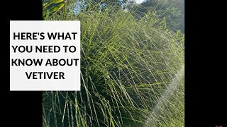 Here's what you need to know about vetiver...