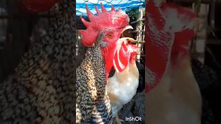 Cuando te enterastes que un gallo canta así? #feedshorts #gallos #animals