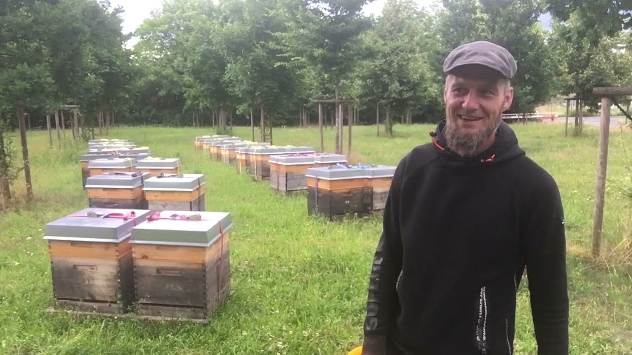 Standort im Norden - die Völker aus der Akazienblüte - Honigräume aufsetzten - Imkern mit Dadant