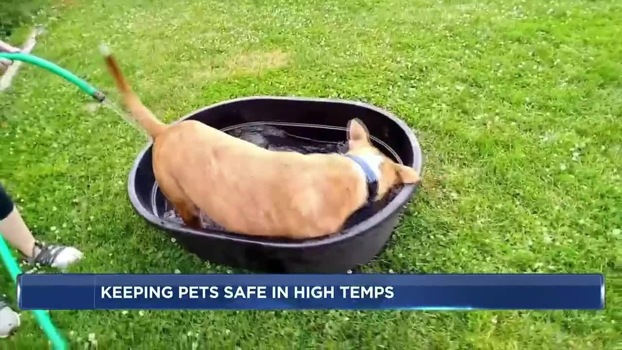 DCHS gives tips to keep your pets safe in extreme heat - YouTube