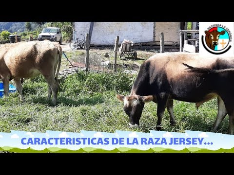 Video: Características De La Vaca Jersey