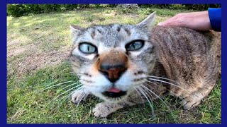 ナデナデすると手をグーパーする野良猫がカワイイ