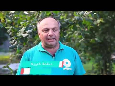 Cartlis, კარტლისის აკადემია (თხილი)