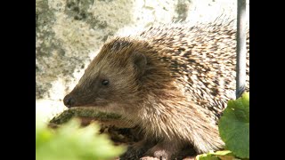 10.Video Eichhörnchen, Igel Und Co.