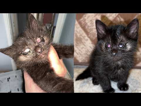 Live 🔴 She Had No Eyes Left... Finding A 100% Blind Kitten In A Condemned Building! (kitten Rescue)