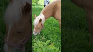 Beautiful horse eating grass at the farm 🐴 #horse #horselover #cavallo #pferd