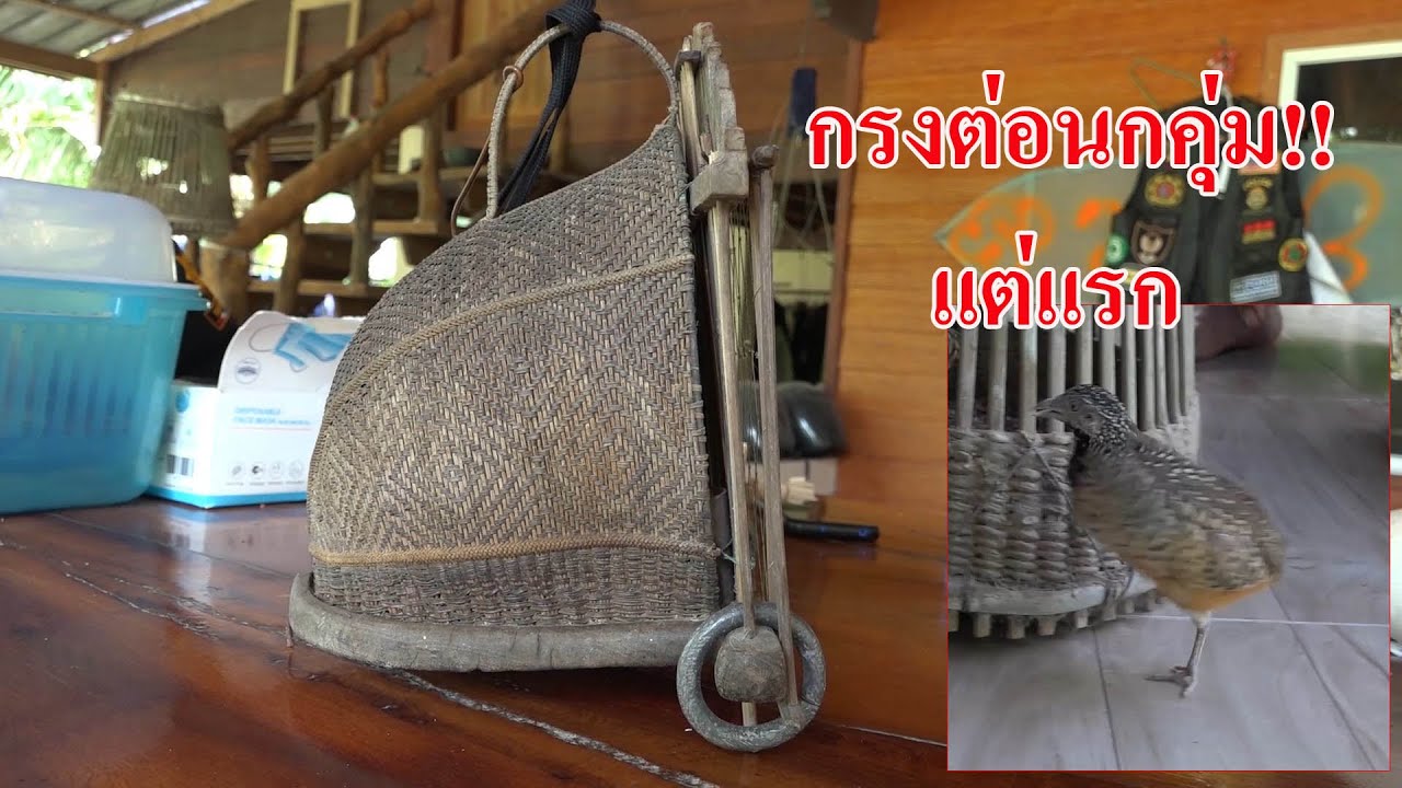 @นาทวี#กรงต่อนกคุ่ม!!แต่แรก