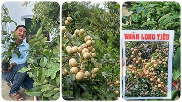 Cây Nhãn long tiêu rất ngon | 0386569374 - Ngọc Ngân Bến Tre | Chuyên cây độc lạ