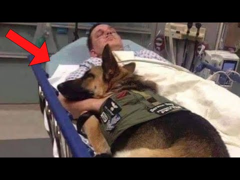Video: Verwundeter Soldat und Militärhund vereinigen sich, nachdem sie purpurrote Herzen empfangen haben