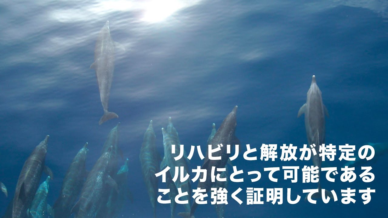 イルカを救助したケース ドルフィン プロジェクト