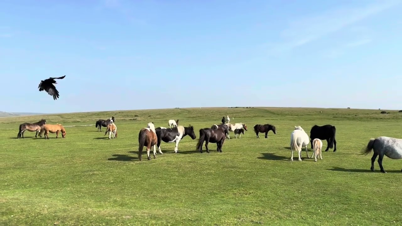 Dartmoor Ponies
