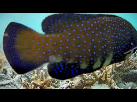 Active Stream - Fulhadhoo on 11 May 2023