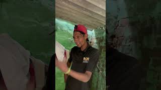 Motar Ty Ly Ke Ayea Shounk Eve vi Pura Ho Janda Galbat Kaint Kri Ferda 👌#kabootarlovers #shortsvlog