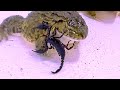 Asian Bullfrog With Many Scorpion! Asian Bullfrog Live Feeding