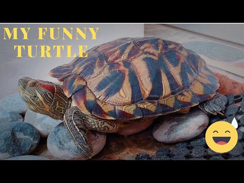 Video: Cute Moor Turtle