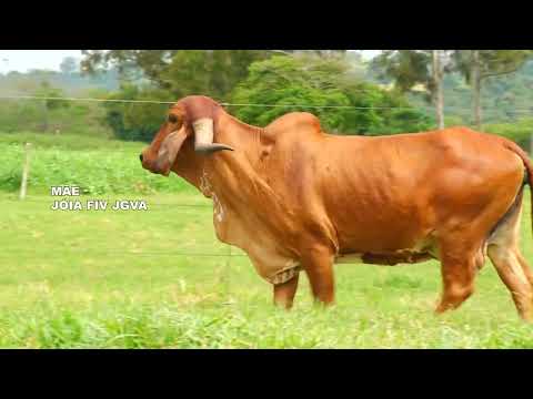 LOTE 56 JOGADA FIV POWERBUCK JGVA