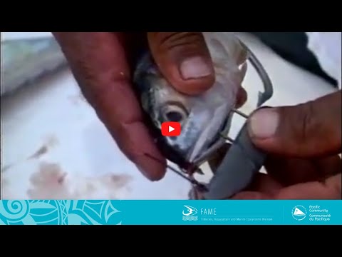 Vidéo: Vous Devez Tout Payer - Une Affaire De Pêche