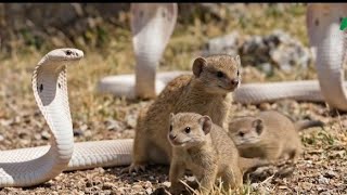 Mother Mongoose vs 3 King Cobras | Fight for Survival to Protect Her Baby | Wildlife Documentary