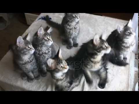 Stock Footage Funny Maine Coon Cats Move Their Heads Back And Forth Hd X Youtube