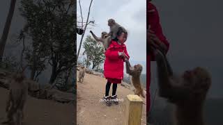Funny Monkey Attack