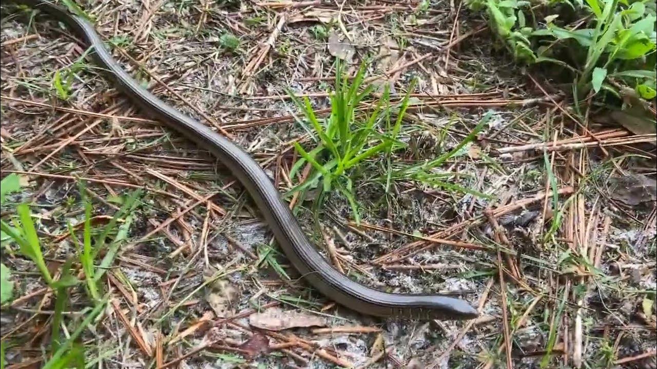 Florida Glass Lizard / Snake YouTube