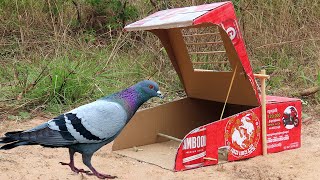 Easy Quick Pigeon Trap Using Cardboard Box And Woods - Really Creative Bird Trap