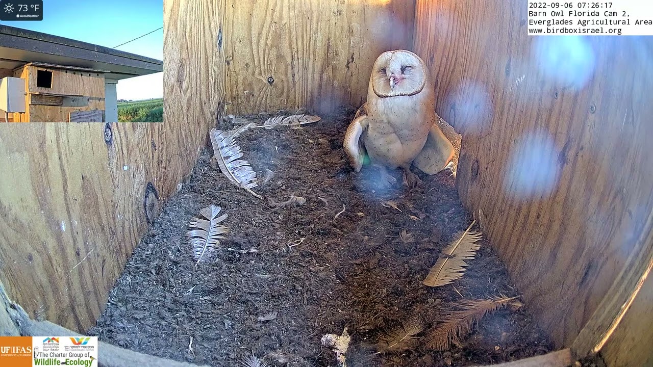 Barn owl roosts inside the LIVE Barn Owl Florida Cam 2 and should lay