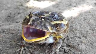 Angry Frog
