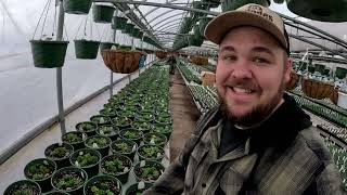 WORKING IN OUR GREENHOUSE AND THIS HAPPENED by The Veggie Boys 67,973 views 1 month ago 22 minutes