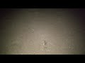 Mr Krabs was spotted on a beach :)