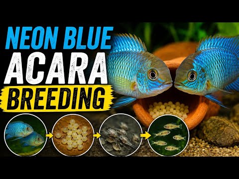How to Breed Neon Blue Acara Successfully. Neon Blue Acara Breeding: Eggs, Wrigglers & Fry Care