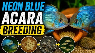How to Breed Neon Blue Acara Successfully. Neon Blue Acara Breeding: Eggs, Wrigglers & Fry Care