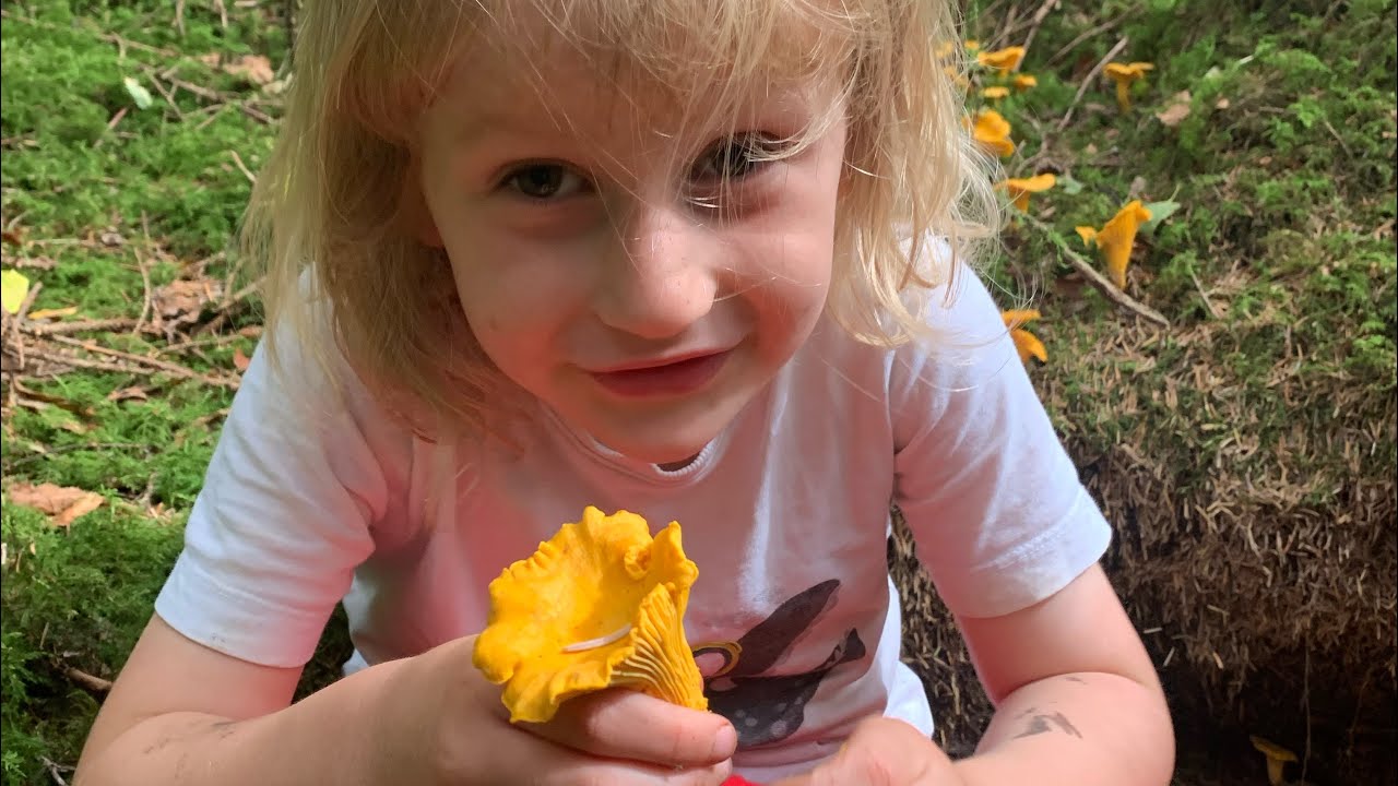 How to ID chanterelle mushrooms YouTube