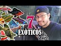 Top 7 PECES EXÓTICOS para PRINCIPIANTES !