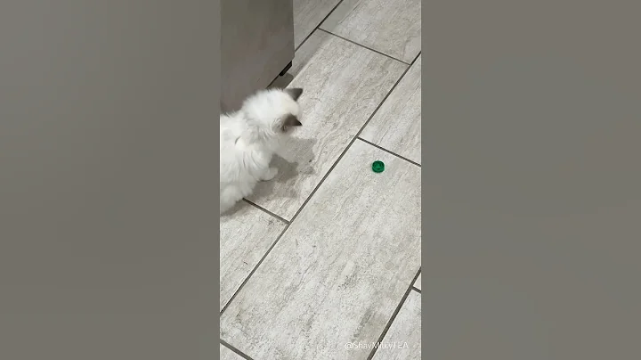 Video 11901121: royal, bicolor cat, blue cat, kitten