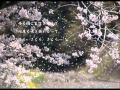 さくら さくら(cover)