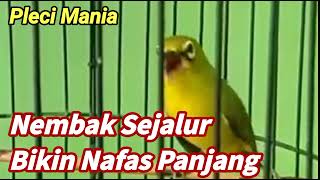 Download Lagu Bikin Pleci Nafas Panjang Materi Istimewa Mudah Di tiru MP3