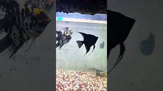 Tricolor Angelfish at Radiant Fish World Cox’s Bazar 🐠✨ | Stunning Aquarium Beauty  #adventuretravel