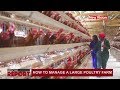 How to manage a large poultry farm