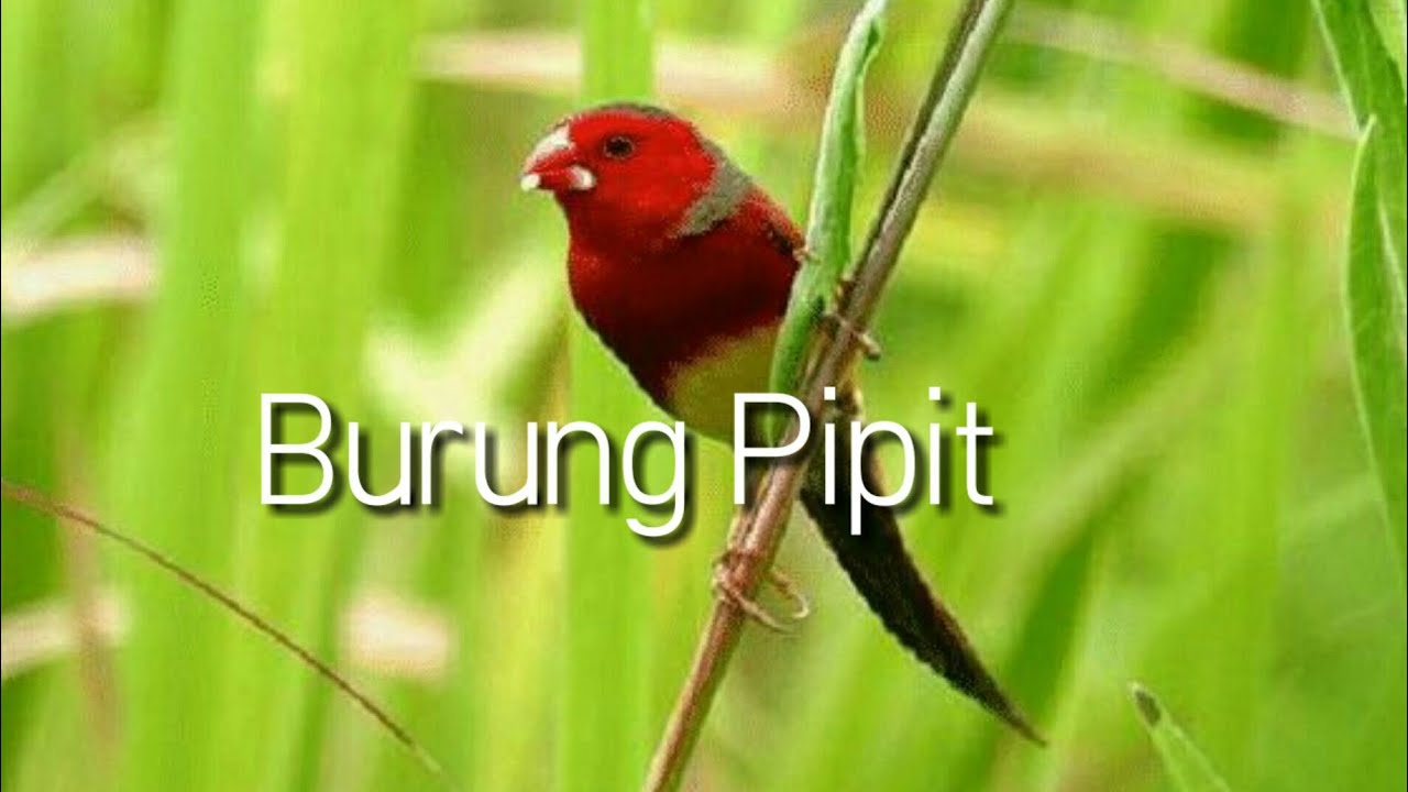 Burung Pipit Yang Kecil - Lagu Sekolah Minggu 