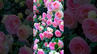 Beautiful Rose And Orchid Shots #Flowers #Orchid #Rose #Gardenflowers #Shorts #Viral #Youtubeshorts