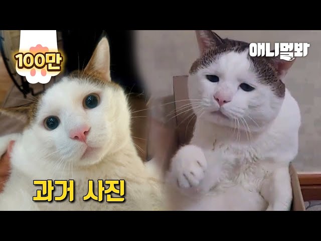 억울한 고양이 억울이 대반전 과거사진 공개ㅋㅋㅋㅣSurprising Sad-faced Cat’s Photo Taken When It Was a Kitten LOL