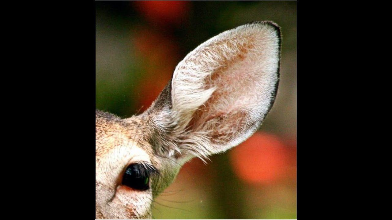 олень. уши оленя. лань высокогорная. уши олененка. парнокопытные оленевые.